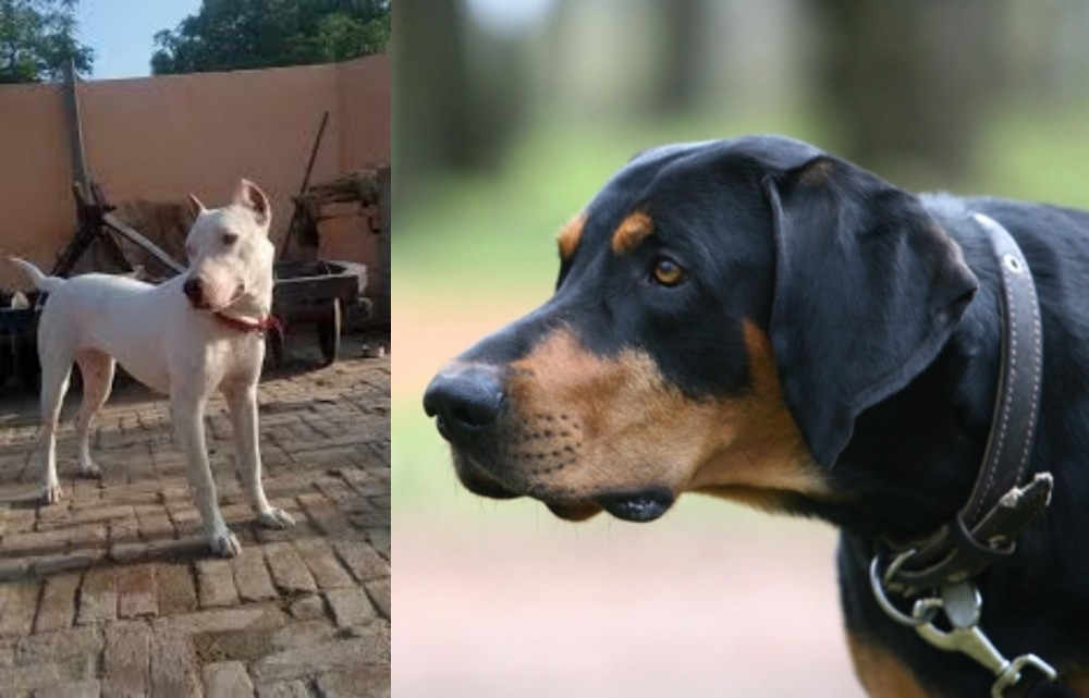 Lithuanian Hound vs Indian Bull Terrier - Breed Comparison