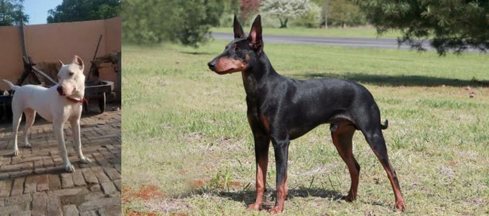 Manchester Terrier vs Indian Bull Terrier - Breed Comparison