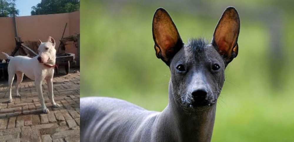 Mexican Hairless vs Indian Bull Terrier - Breed Comparison
