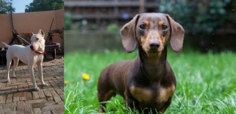 Miniature Dachshund vs Indian Bull Terrier - Breed Comparison