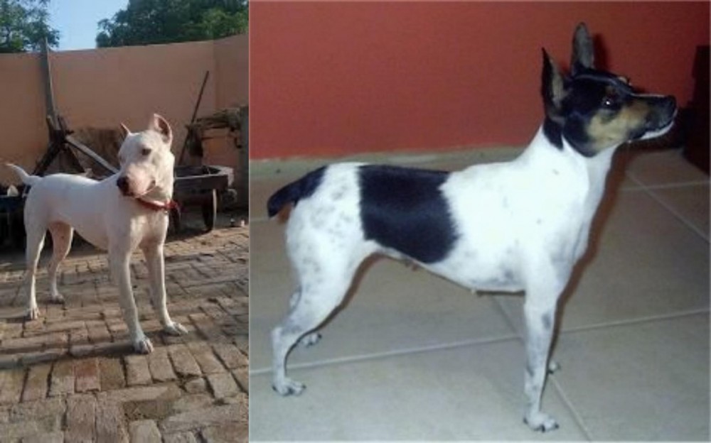 Miniature Fox Terrier vs Indian Bull Terrier - Breed Comparison