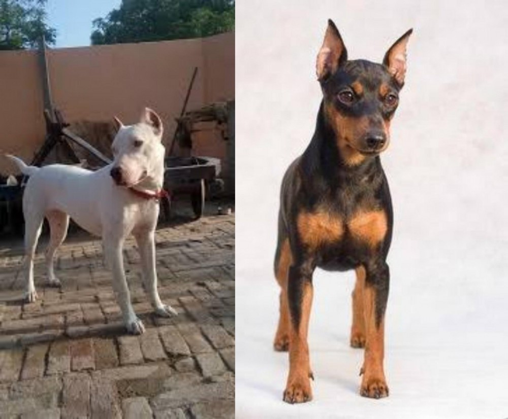 Miniature Pinscher vs Indian Bull Terrier - Breed Comparison