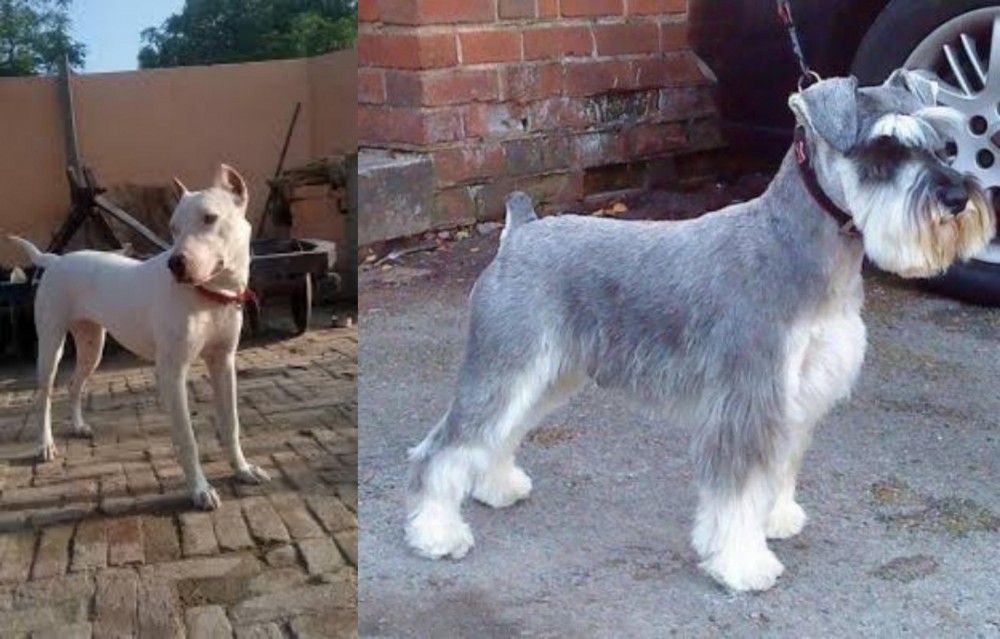 Miniature Schnauzer vs Indian Bull Terrier - Breed Comparison