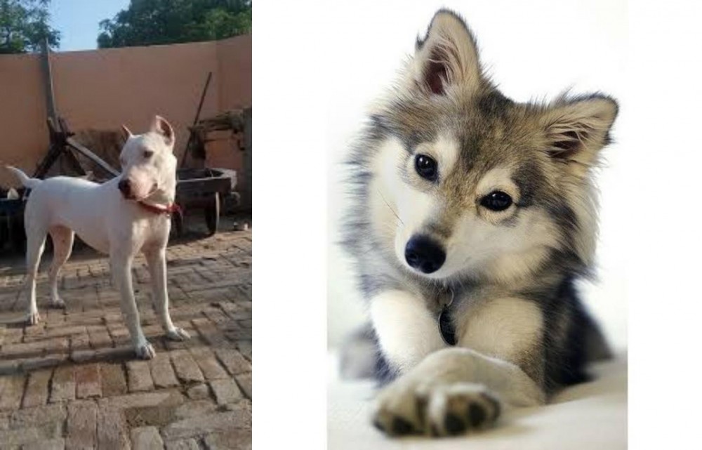 Miniature Siberian Husky vs Indian Bull Terrier - Breed Comparison