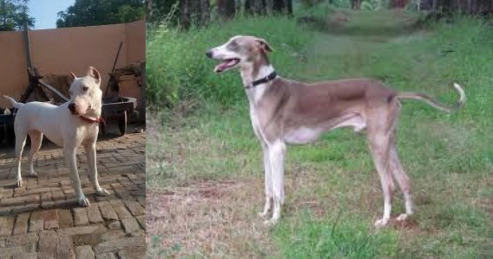Mudhol Hound vs Indian Bull Terrier - Breed Comparison
