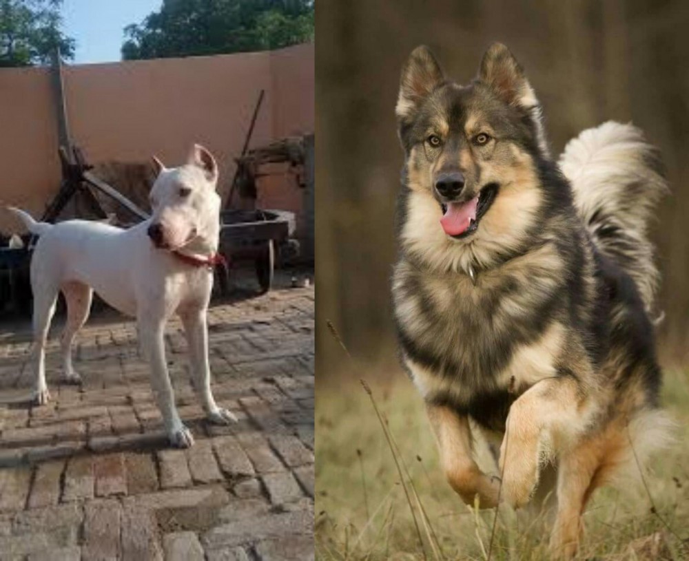 Native American Indian Dog vs Indian Bull Terrier - Breed Comparison