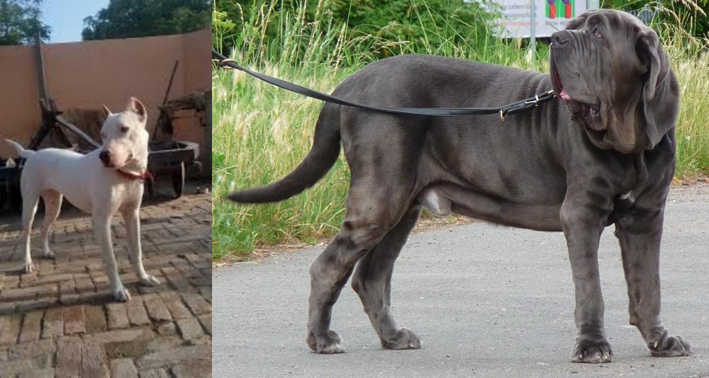 Neapolitan Mastiff vs Indian Bull Terrier - Breed Comparison
