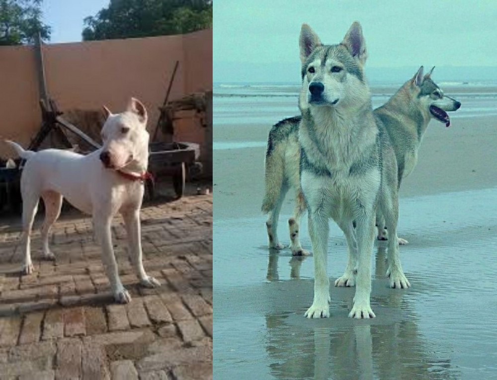 Northern Inuit Dog vs Indian Bull Terrier - Breed Comparison