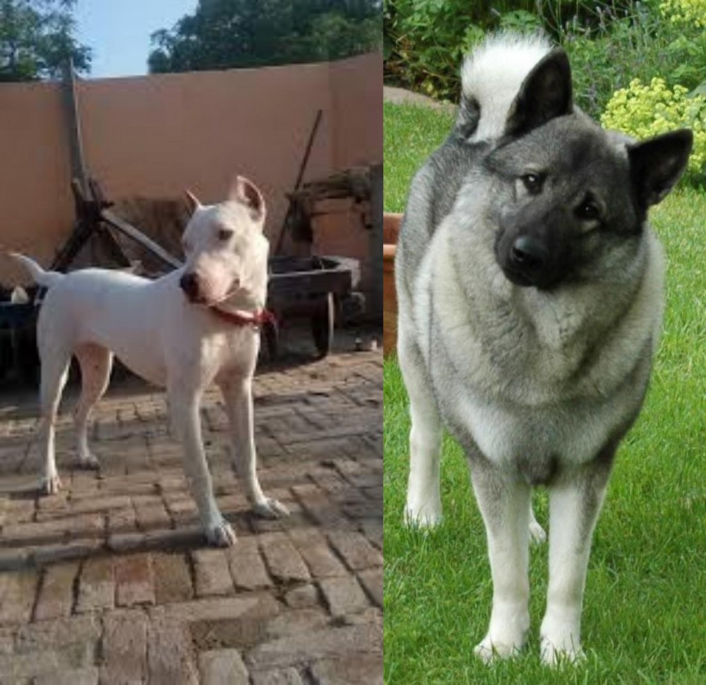 Norwegian Elkhound vs Indian Bull Terrier - Breed Comparison