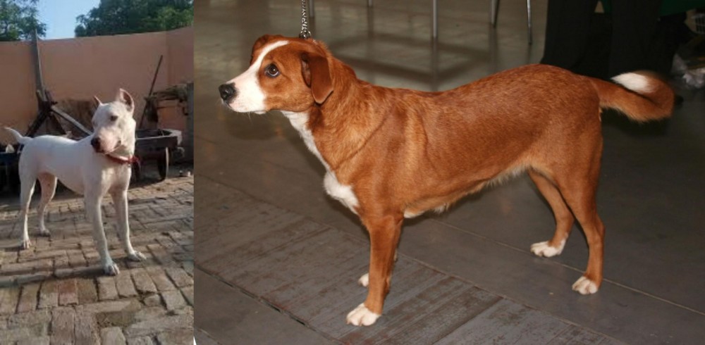 Osterreichischer Kurzhaariger Pinscher vs Indian Bull Terrier - Breed Comparison