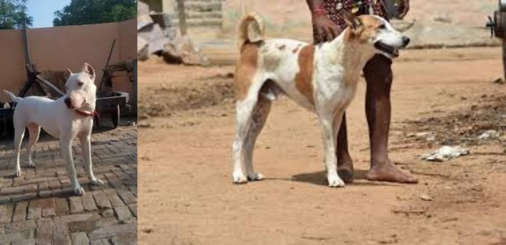 Pandikona vs Indian Bull Terrier - Breed Comparison