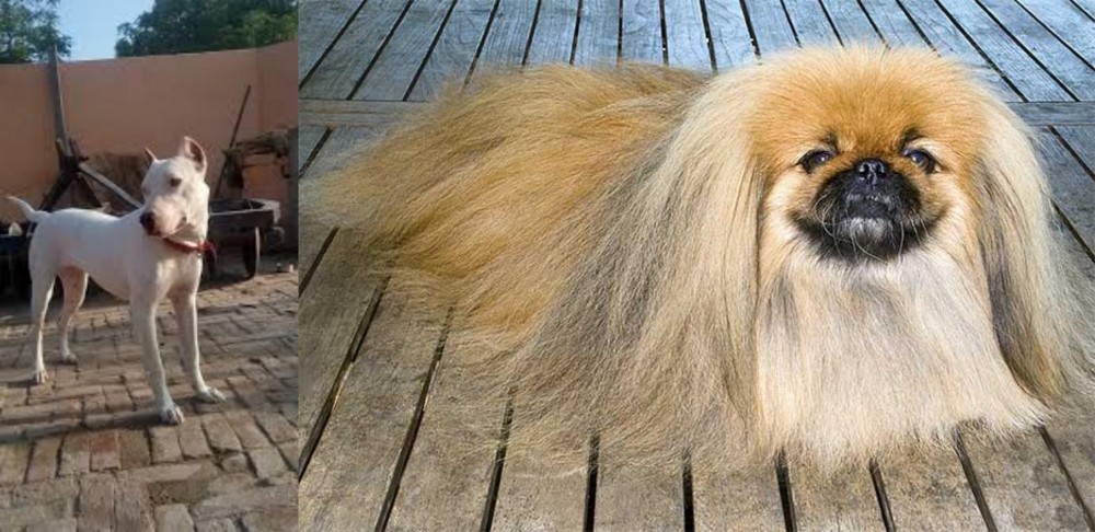 Pekingese vs Indian Bull Terrier - Breed Comparison