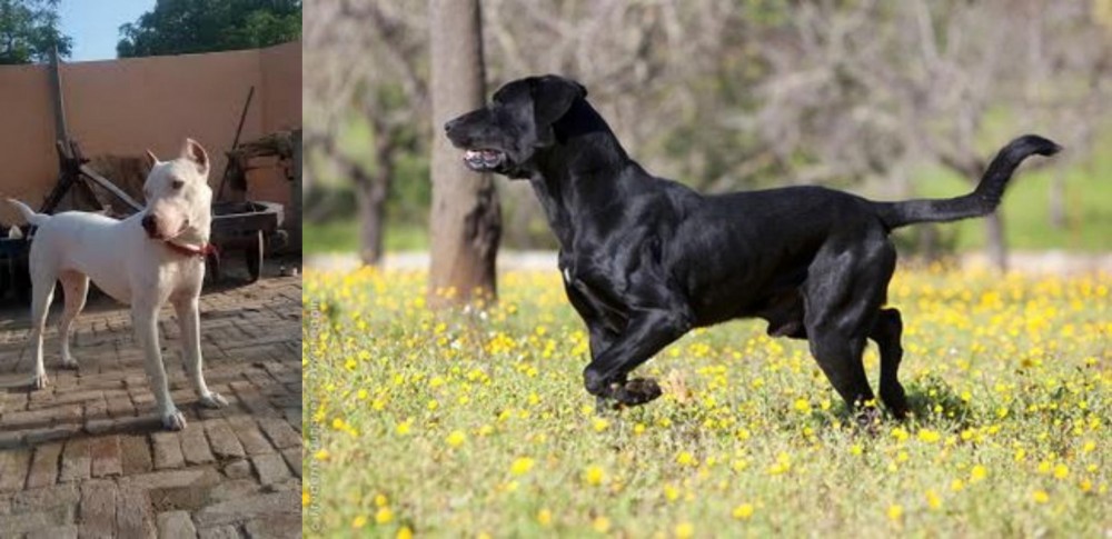 Perro de Pastor Mallorquin vs Indian Bull Terrier - Breed Comparison