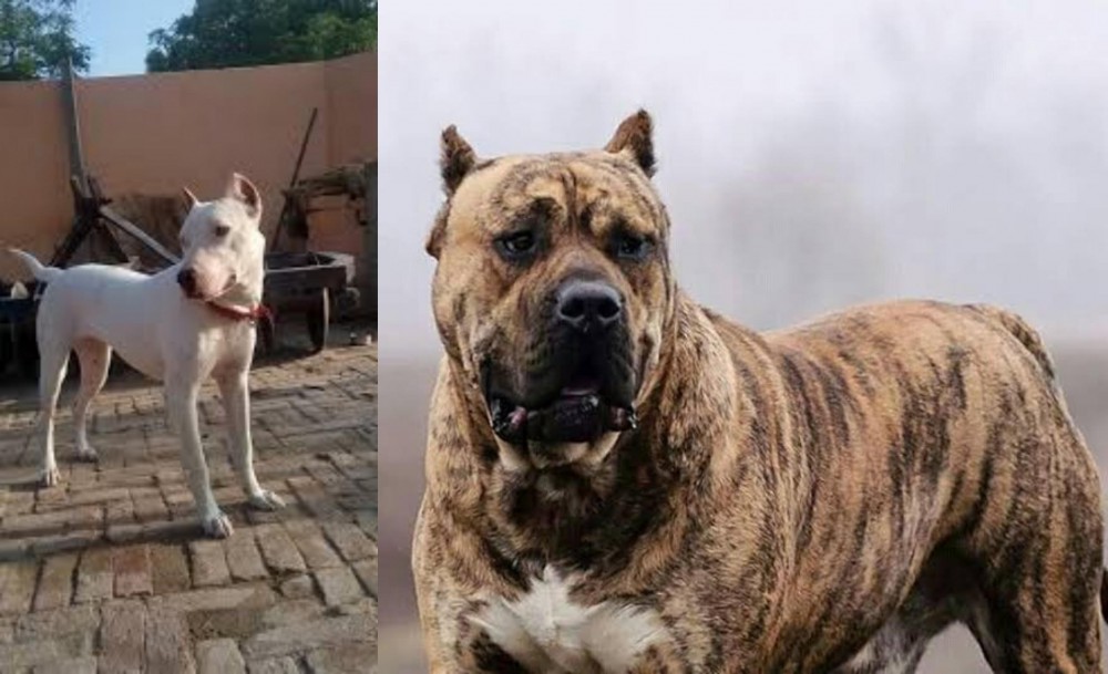 Perro de Presa Canario vs Indian Bull Terrier - Breed Comparison