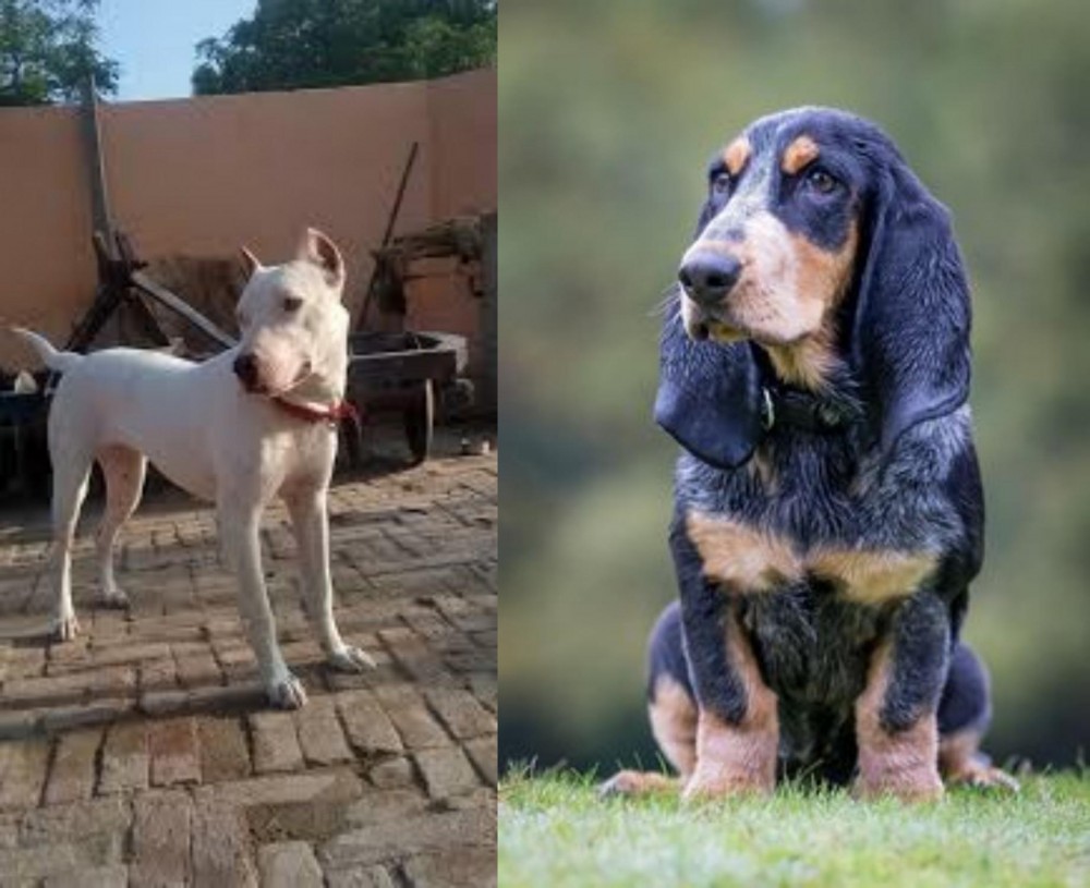 Petit Bleu de Gascogne vs Indian Bull Terrier - Breed Comparison