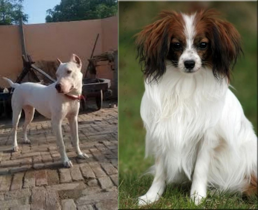Phalene vs Indian Bull Terrier - Breed Comparison