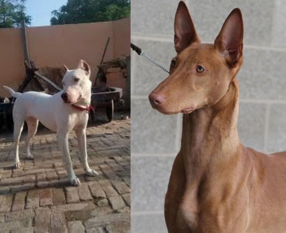Pharaoh Hound vs Indian Bull Terrier - Breed Comparison