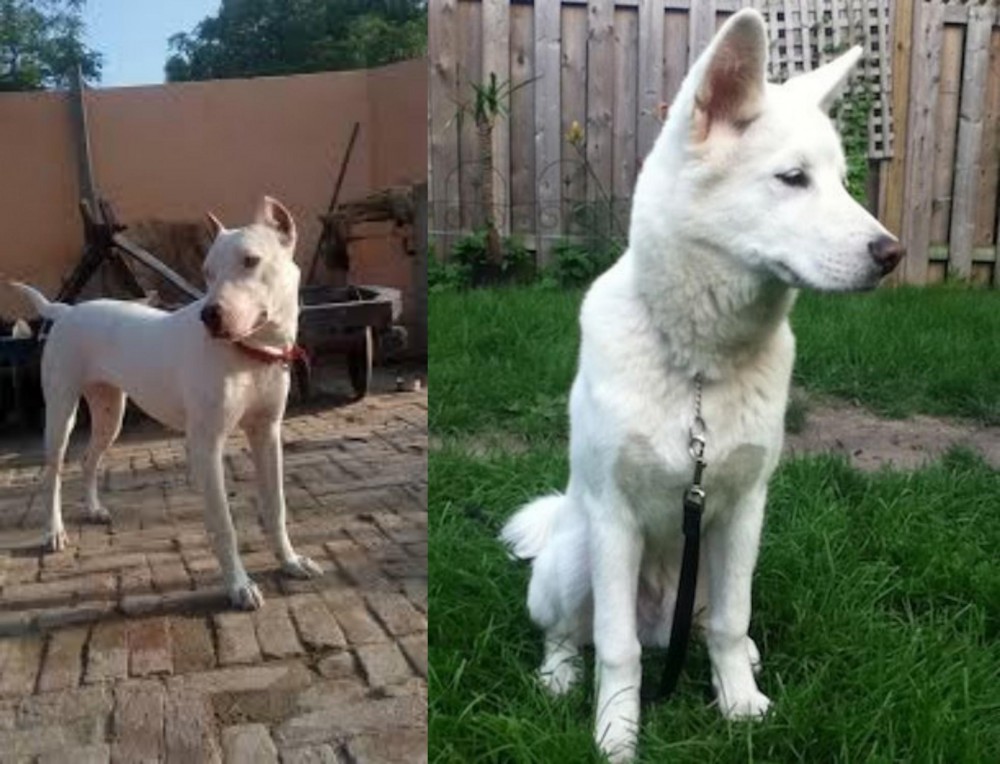 Phung San vs Indian Bull Terrier - Breed Comparison