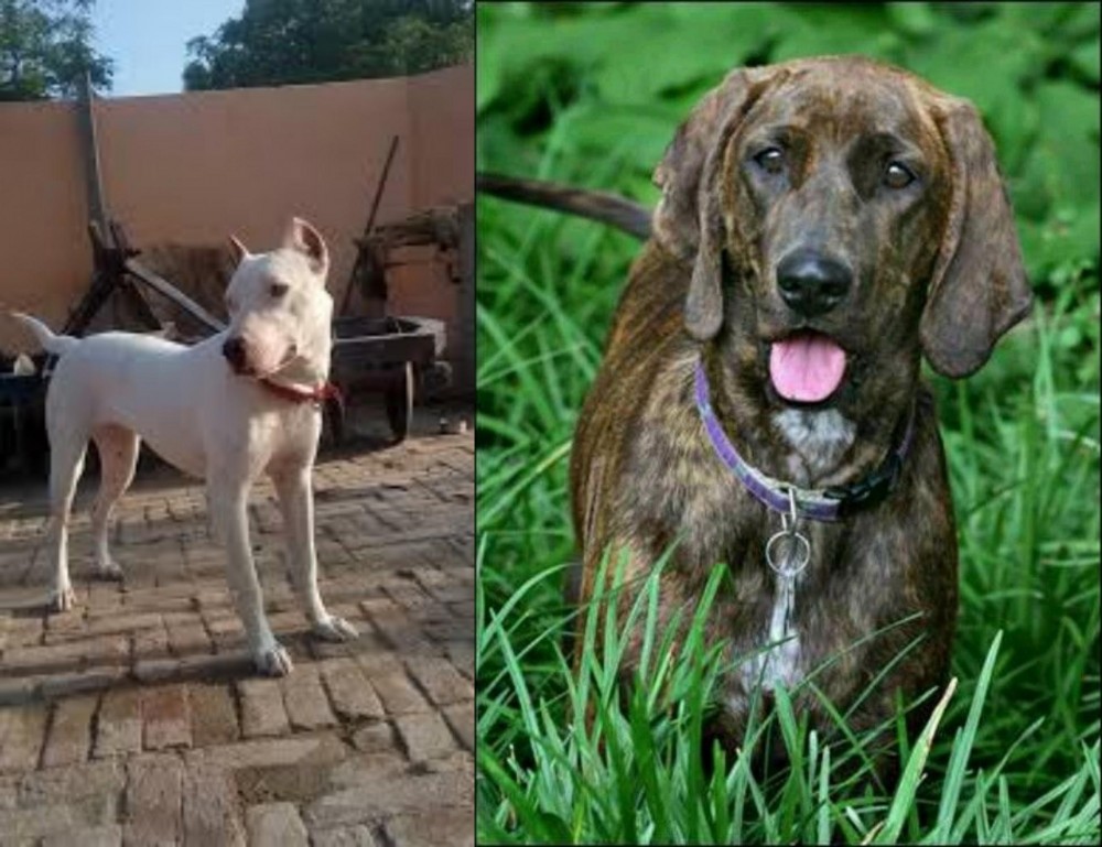 Plott Hound vs Indian Bull Terrier - Breed Comparison