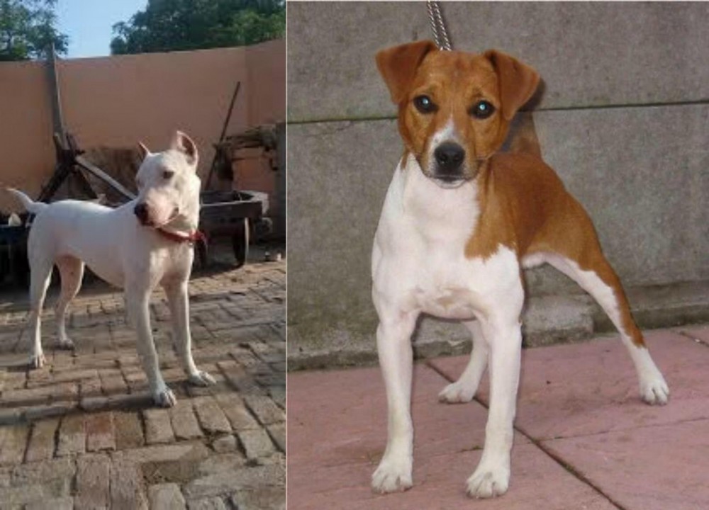 Plummer Terrier vs Indian Bull Terrier - Breed Comparison