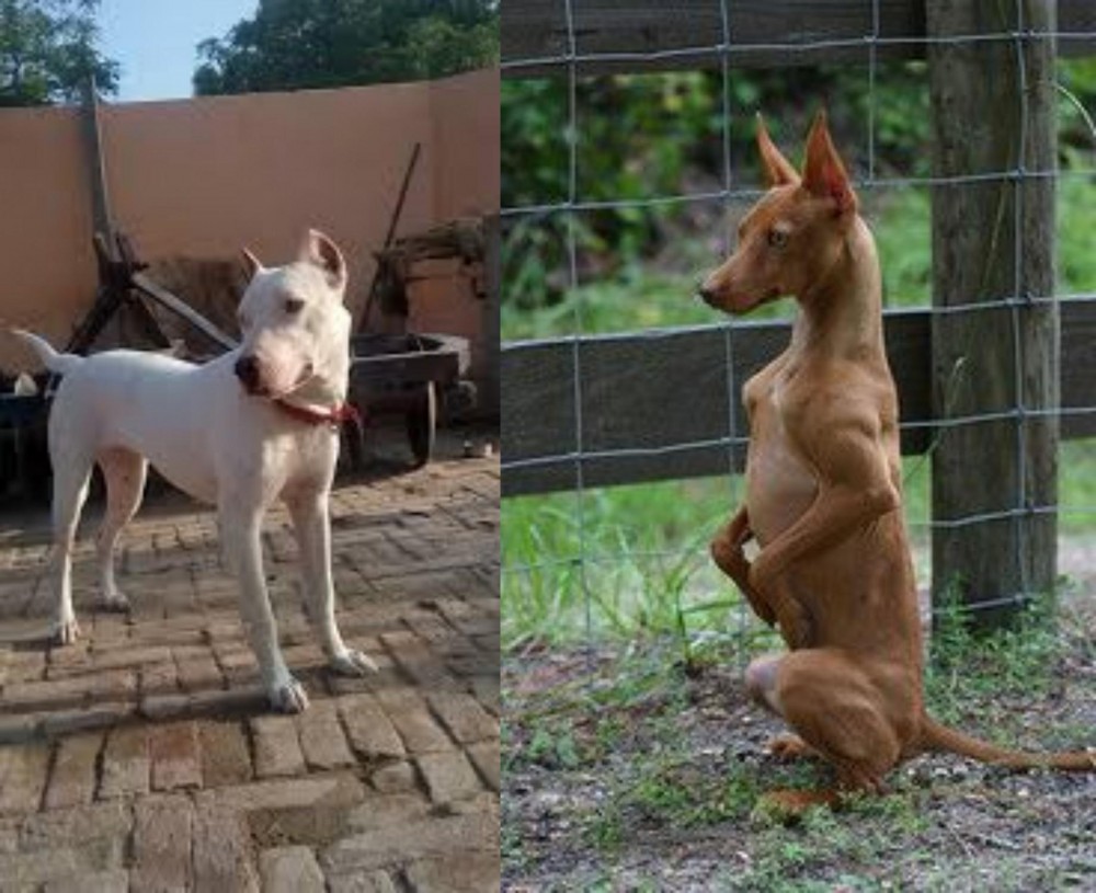 Podenco Andaluz vs Indian Bull Terrier - Breed Comparison