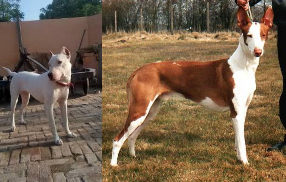 Podenco Canario vs Indian Bull Terrier - Breed Comparison