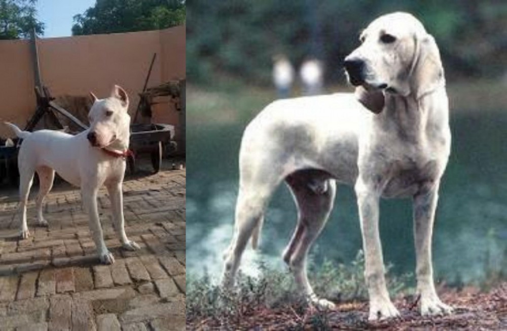 Porcelaine vs Indian Bull Terrier - Breed Comparison