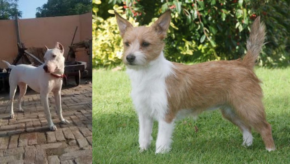 Portuguese Podengo vs Indian Bull Terrier - Breed Comparison
