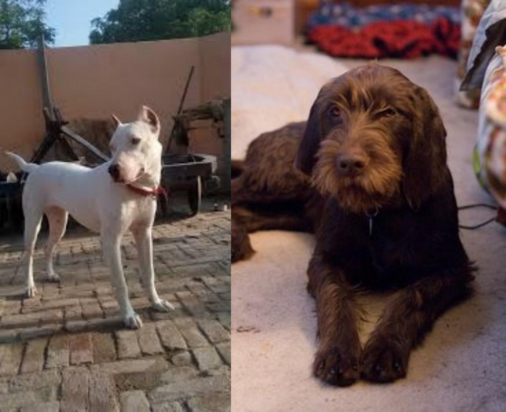 Pudelpointer vs Indian Bull Terrier - Breed Comparison