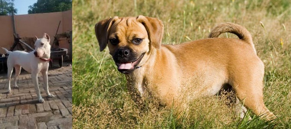 Puggle vs Indian Bull Terrier - Breed Comparison