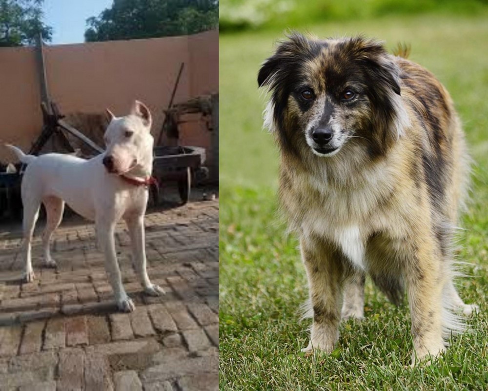 Pyrenean Shepherd vs Indian Bull Terrier - Breed Comparison