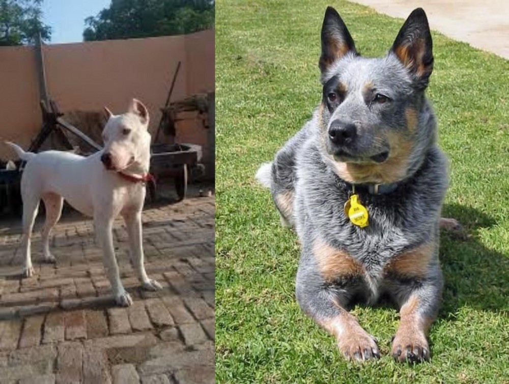 Queensland Heeler vs Indian Bull Terrier - Breed Comparison