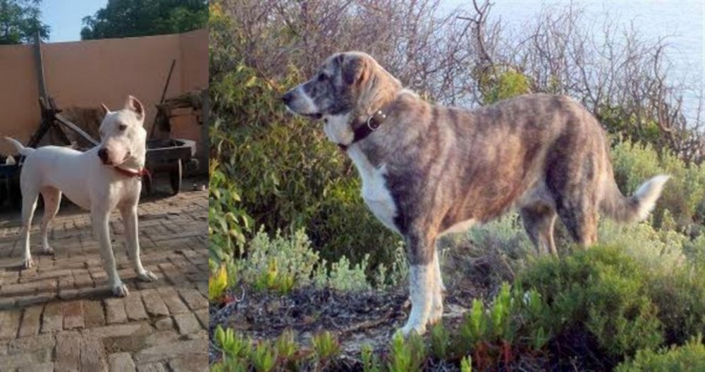 Rafeiro do Alentejo vs Indian Bull Terrier - Breed Comparison