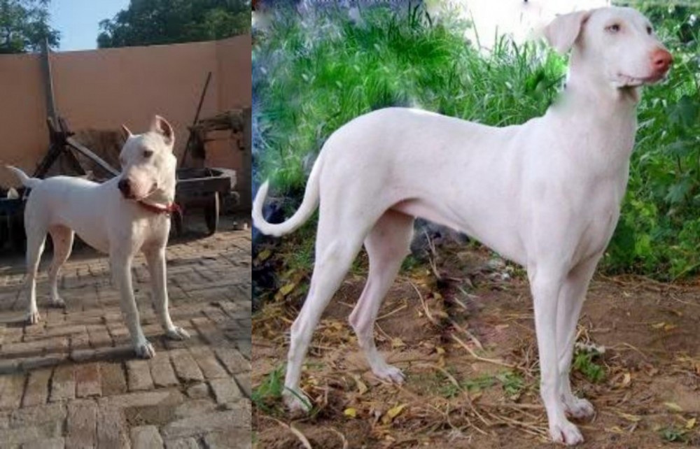Rajapalayam vs Indian Bull Terrier - Breed Comparison