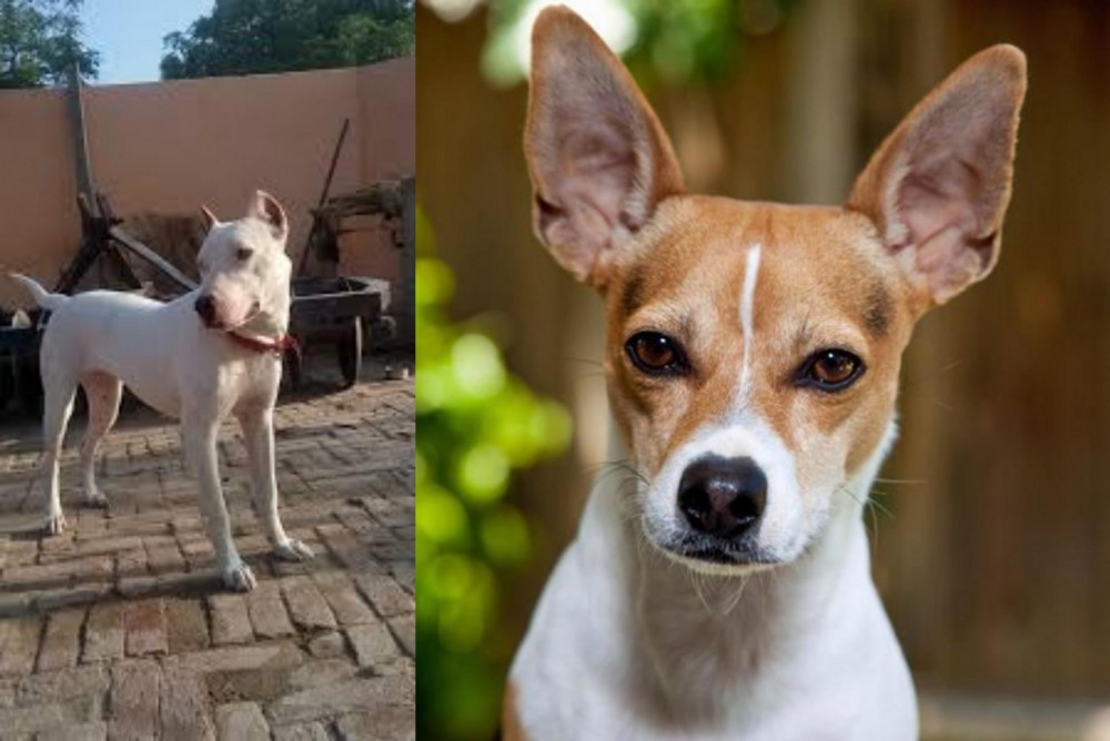Rat Terrier vs Indian Bull Terrier - Breed Comparison