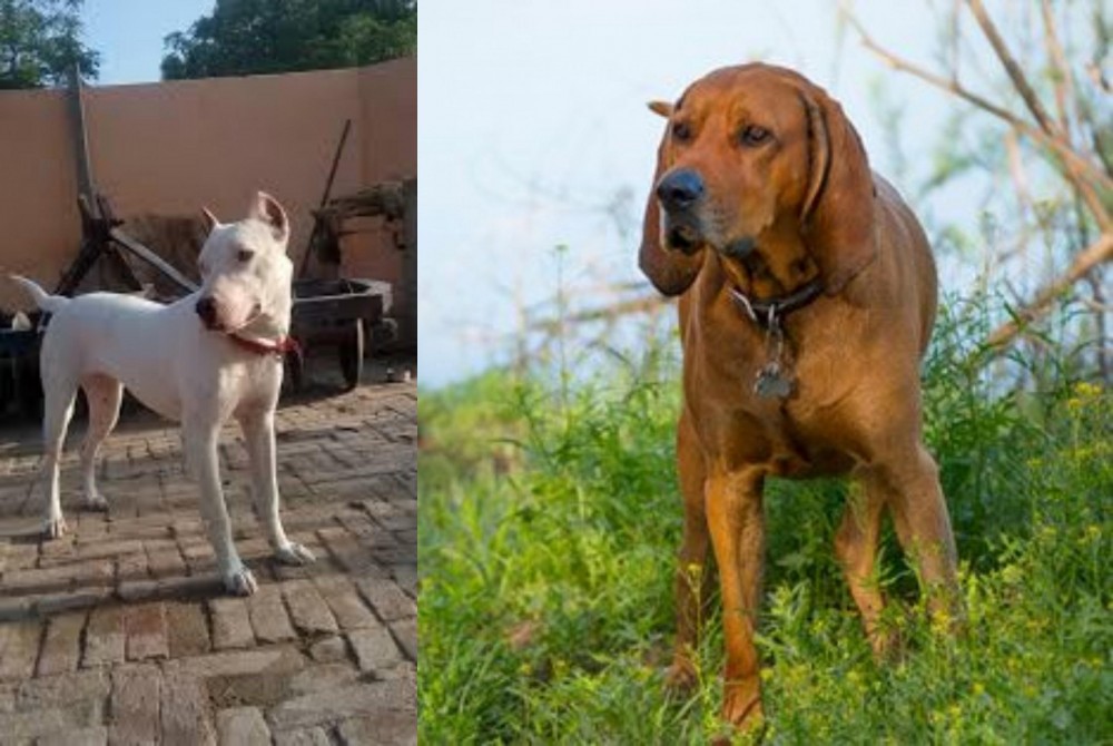 Redbone Coonhound vs Indian Bull Terrier - Breed Comparison