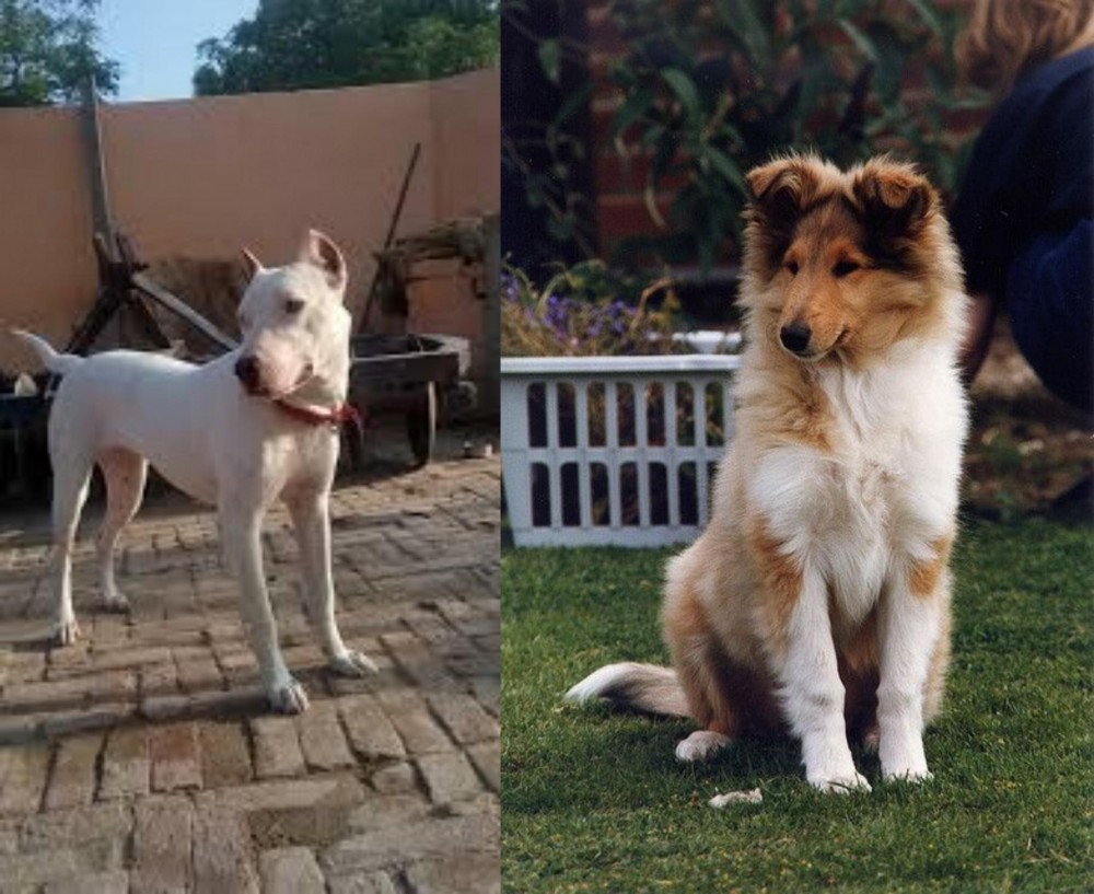 Rough Collie vs Indian Bull Terrier - Breed Comparison