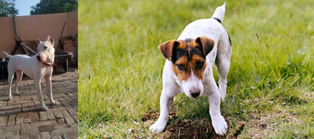 Russell Terrier vs Indian Bull Terrier - Breed Comparison
