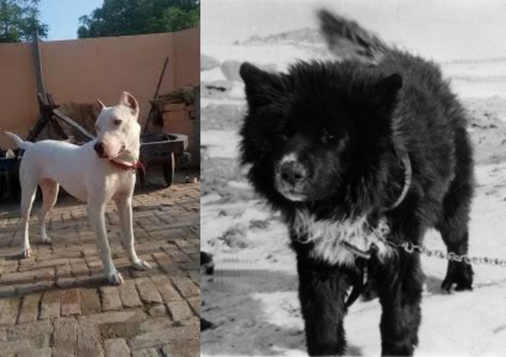 Sakhalin Husky vs Indian Bull Terrier - Breed Comparison