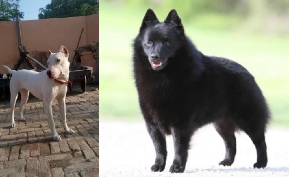 Schipperke vs Indian Bull Terrier - Breed Comparison