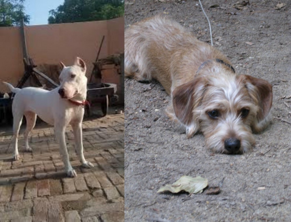 Schweenie vs Indian Bull Terrier - Breed Comparison