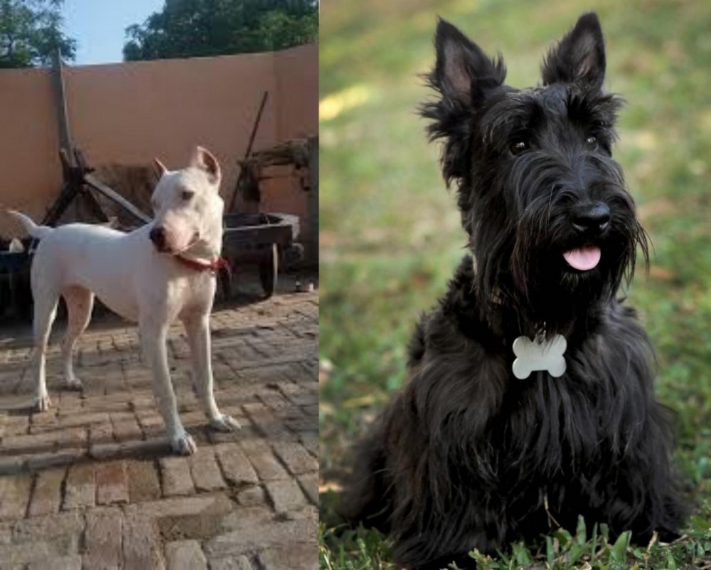 Scoland Terrier vs Indian Bull Terrier - Breed Comparison