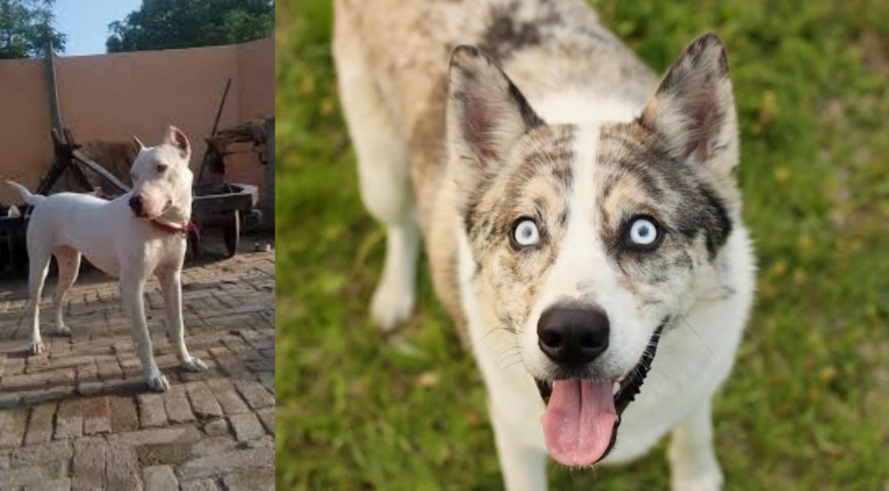 Shepherd Husky vs Indian Bull Terrier - Breed Comparison