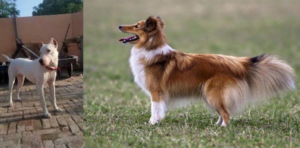 Shetland Sheepdog vs Indian Bull Terrier - Breed Comparison