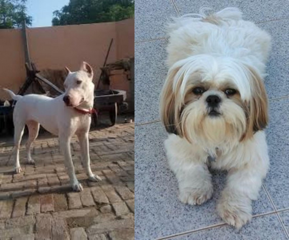 Shih Tzu vs Indian Bull Terrier - Breed Comparison