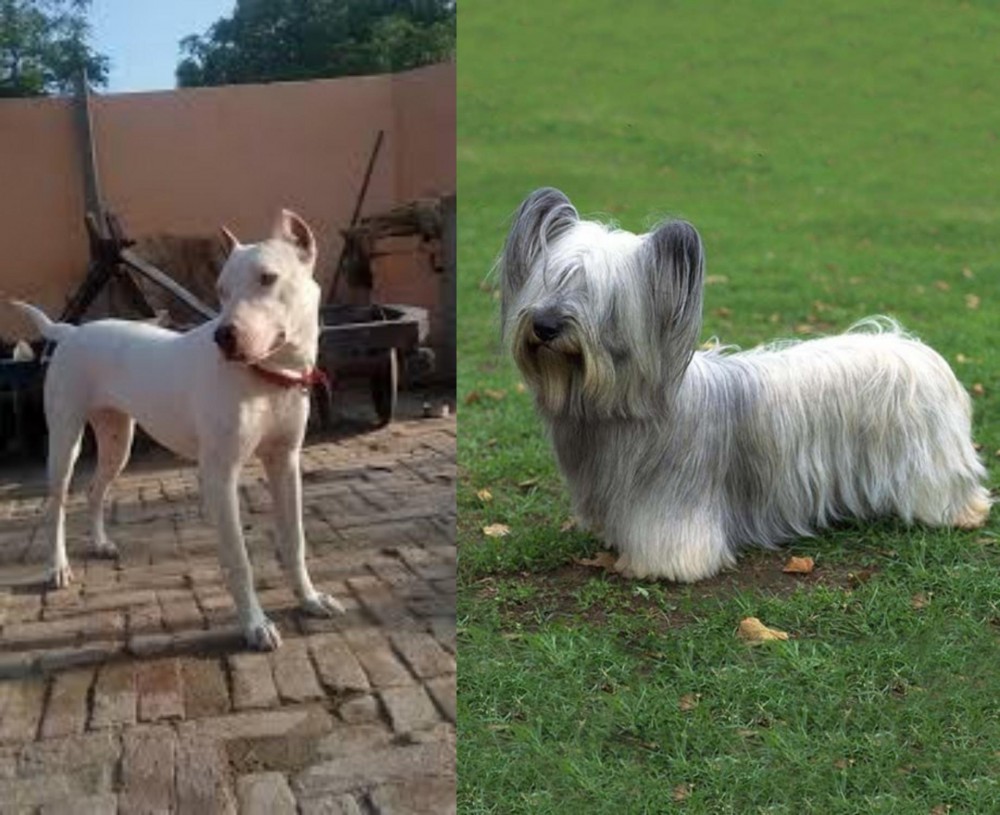 Skye Terrier vs Indian Bull Terrier - Breed Comparison