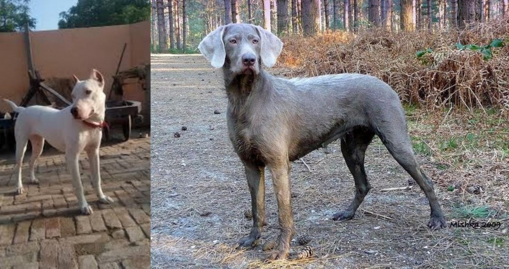 Slovensky Hrubosrsty Stavac vs Indian Bull Terrier - Breed Comparison