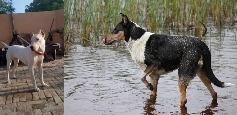 Smooth Collie vs Indian Bull Terrier - Breed Comparison