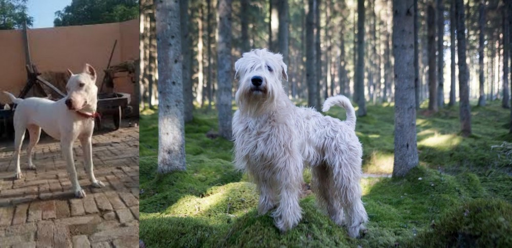 Soft-Coated Wheaten Terrier vs Indian Bull Terrier - Breed Comparison
