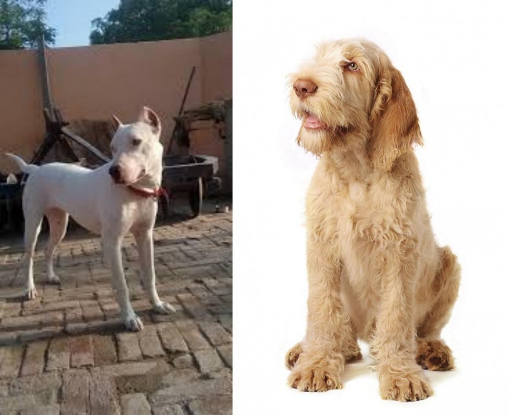 Spinone Italiano vs Indian Bull Terrier - Breed Comparison